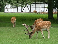 Tiergarten Hannover